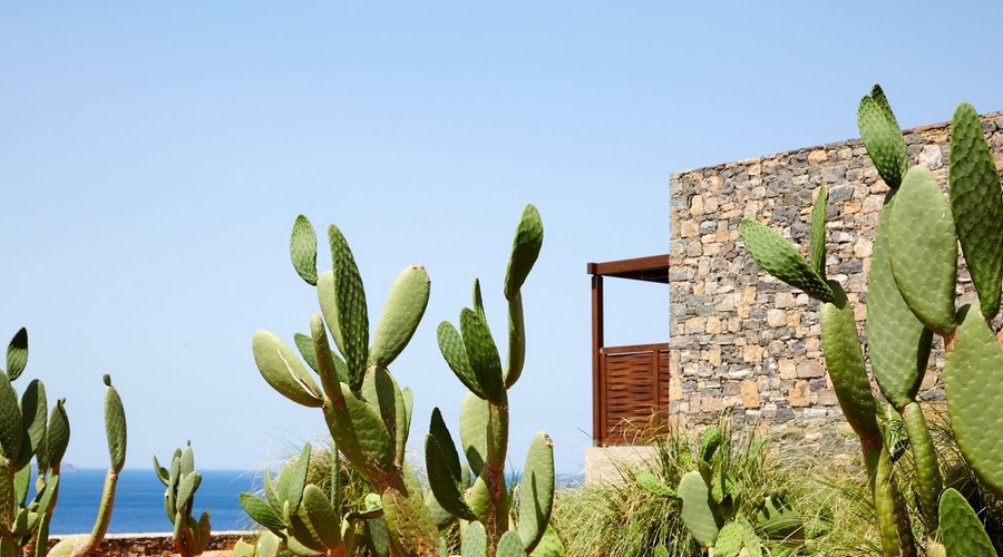 Daios Cove — garden