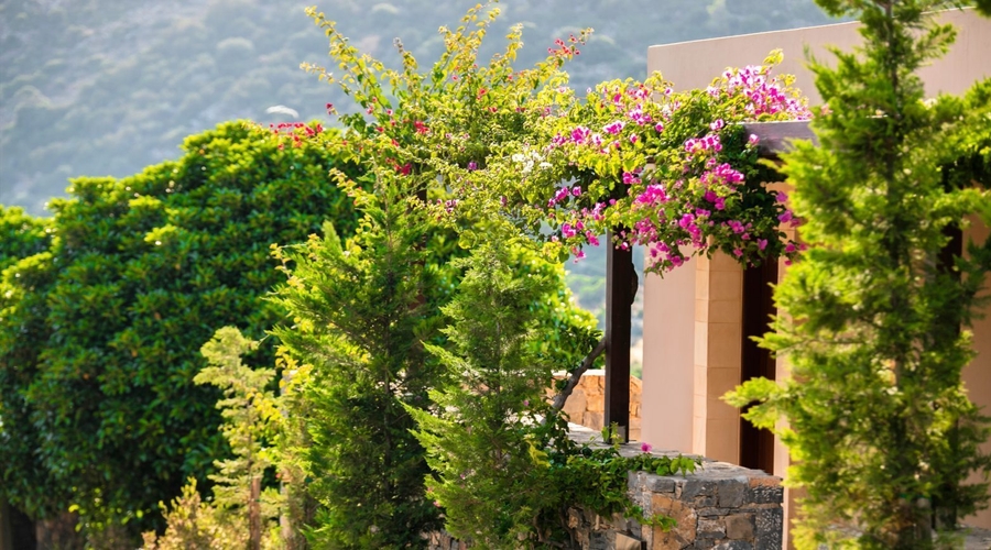 Daios Cove — garden