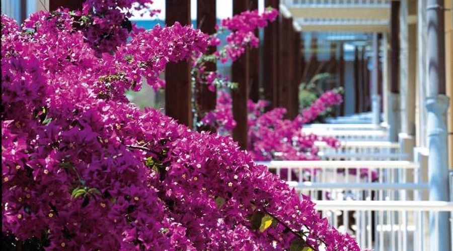 TH Tirrenia Green Park Resort — balcony